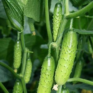 Pepino - Product Image 1