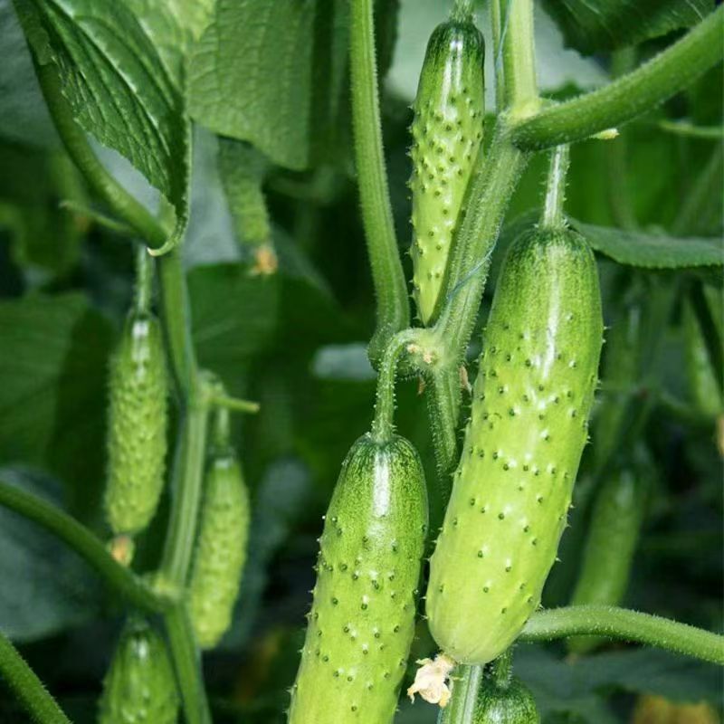 Cucumber