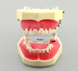 Periodontal प्रशिक्षण मॉडल नकली periodontal प्रक्रियाओं स्केलिंग probing हटाने योग्य दांत और मसूड़ों - Product Image 6
