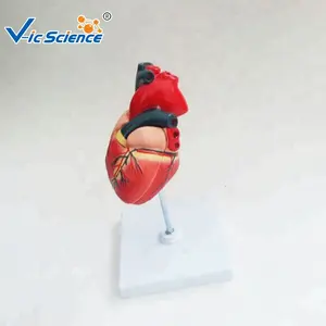 Анатомическая модель сердца в натуральную величину, модель сердца с разделением сердца, медицинская модель для изучения науки