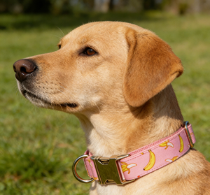 Collier pour chien réglable et respirant avec imprimé <span class=keywords><strong>banane</strong></span>, motif fruit, style simple, en polyester - Product Image 4