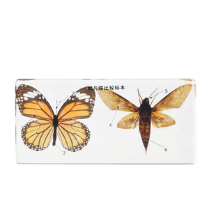 本物の動物と植物の科学比較教育教育教育アクリル標本 - Product Image 2