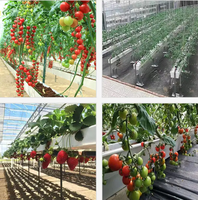 Système de culture hydroponique de fraises par canal NFT pour l'agriculture en serre commerciale