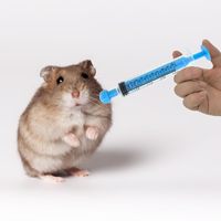Seringue en plastique PET de 5 ml et 10 ml, outil de distribution direct usine avec embout Luer Lock pour l'alimentation et la distribution de liquides pour animaux de compagnie