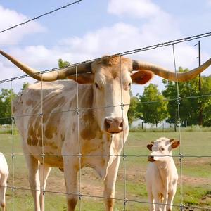 Clôture en grillage galvanisé pour bétail, vente en gros, 1,2 à 1,8 mètres de haut, pour les pâturages, les cerfs et les ranchs bovins - Product Image 5