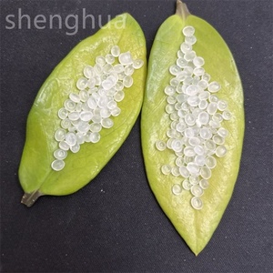 MT45 MFR43 Plástico Polipropileno PP Material en Gránulos Patrón Grado Alimenticio Precio Por Kg - Product Image 4