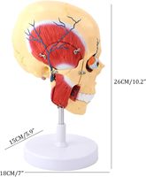 Modelo Anatómico de Músculos de la Mandíbula Humana, Región Facial, Cabeza y Huesos, Recursos Didácticos Médicos y Científicos