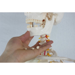 Vente en gros de squelettes masculins adultes avec nerfs du rachis et artères carotidiennes, modèles squelettiques complets et matériel pédagogique squelettique. - Product Image 3