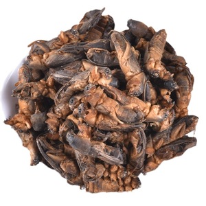 Toptan kurutulmuş Lougu köstebek kriket organik Gryllotalpidae çin tıbbı - Product Image 5