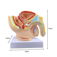 Modelo Anatómico Sagital Medio de Pelvis Masculina Pequeña, Modelo de Demostración Médica del Sistema Reproductivo Masculino