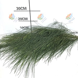 Ramas Frescas de <span class=keywords><strong>Pino</strong></span> <span class=keywords><strong>Casuarina</strong></span> Equisetifolia, Flores Verdes para Bodas y Paisajismo, Flores Pequeñas al por Mayor - Product Image 4