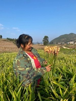 Gingembre jaune frais et cru en cubes, format petit, 25 kg, boîte en vrac pour la vente en gros, provenant de Chine continentale