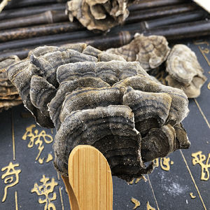 สมุนไพรเพื่อสุขภาพเห็ดหางไก่งวงแห้ง coriolus versicolor - Product Image 4