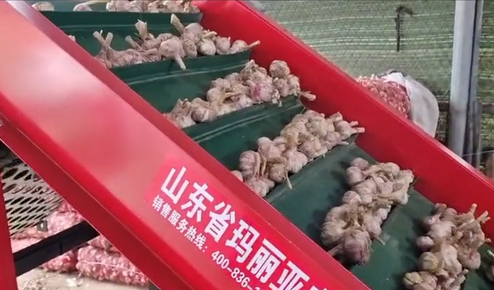 Hot Sale Industrial Garlic Grading Equipment Stainless Steel 304 Sorting 2000 Garlics/Minute Garlic Sorter