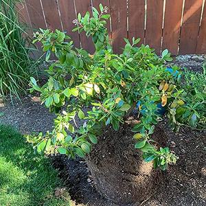 <span class=keywords><strong>Alambre</strong></span> de bonsái negro <span class=keywords><strong>barato</strong></span> de China, <span class=keywords><strong>alambre</strong></span> de aluminio suave de aluminio de 1mm, 1,5mm, 2mm, <span class=keywords><strong>alambre</strong></span> de fabricación artesanal de aluminio - Product Image 3