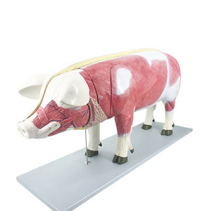 Modelo anatómico de cerdo, - Product Image 1