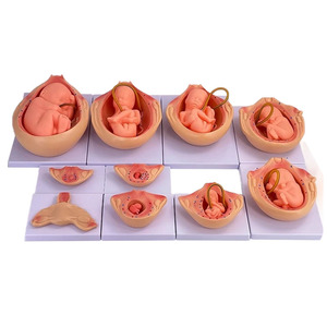 Modèle d'anatomie du processus de développement de la formation fœtale humaine grandeur nature - Product Image 4