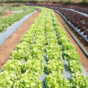 Film de paillage agricole en PE résistant aux UV pour les légumes |   Rouleau de paillis plastique, couverture de sol pour serre, vente en gros - Product Image 6
