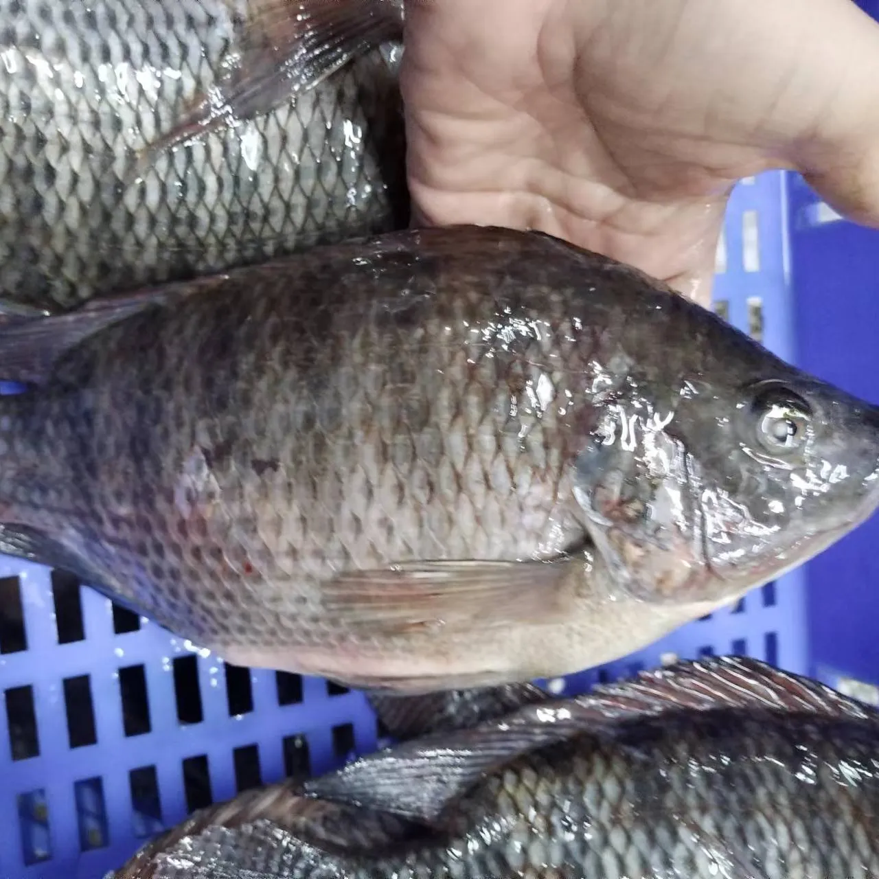 Yüksek kaliteli IQF canlı Tilapia balık dondurulmuş balık gıda Tilapia cam toptan fiyat