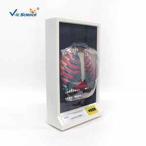 Modelo eléctrico de respiración humana, demostración dinámica de respiración de pecho y pulmones, material didáctico para el aula de biología. - Product Image 5