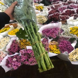 Bouquet de petites marguerites coupées à plusieurs têtes, provenance Kunming Yunnan, pour la Saint-Valentin, la Fête des Mères, Noël, <span class=keywords><strong>et</strong></span> les achats groupés familiaux - Product Image 3
