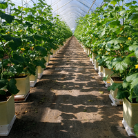 Pot Hidroponik Premium Dutch Bucket untuk Tanaman Rambat Besar Seperti Mentimun dan Paprika