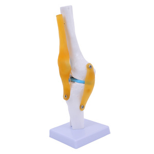 Modelo de simulación de rodilla humana para enseñanza, con ligamentos, huesos, demostración de funciones médicas, hombro, cuello, columna vertebral - Product Image 1