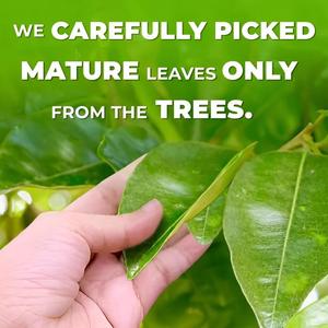 Whole Dried Natural Raw Soursop Leaves Sri Lankan <b>Spices</b> <b>Herbs</b> Wholesale Seeasonings - Product Image 3