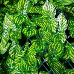 Paysage d'extérieur Mur de plantes artificielles Mur vert en plastique Feuilles d'herbe Clôture en verre pour décoration de mariage intérieur/extérieur - Product Image 2