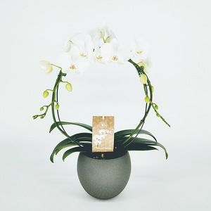 001 Treillis de <span class=keywords><strong>support</strong></span> pour plantes grimpantes en fer chromé antirouille, en forme de cœur, style pastoral, pour plantes d'intérieur et pots de fleurs - Product Image 4