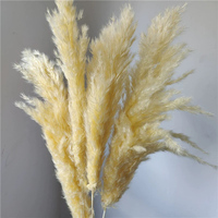 100% getrocknete konservierte Blumen & Pflanzen Natürliches Bleichmittel Große und kleine Pampa Big Reed für Haus hochzeits dekoration
