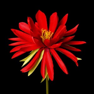 Flor Artificial de Epiphyllum Verde, Tallo Único Rosa, Decoración Realista para el Hogar, Manualidades con Linternas Navideñas, Arte Floral - Product Image 2