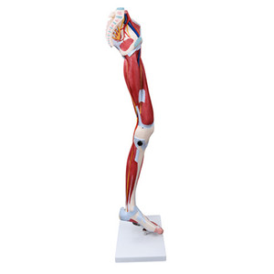 แบบจำลอง<span class=keywords><strong>ขา</strong></span>มนุษย์ขนาดเท่าของจริงสำหรับวิทยาศาสตร์การแพทย์ พร้อมกล้ามเนื้อ กระดูก แบบจำลองกายวิภาค<span class=keywords><strong>ขา</strong></span> แบบจำลองการผ่าตัดขา 13 ชิ้นส่วน - Product Image 2