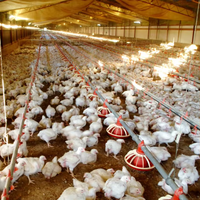 Équipement pour l'élevage de volailles, système d'élevage de poulets, équipement pour poulaillers de poulets de chair/équipement pour poulets en plein air