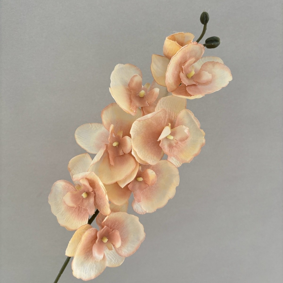 Orchidée Phalaenopsis non tissée à 8 têtes, marron clair