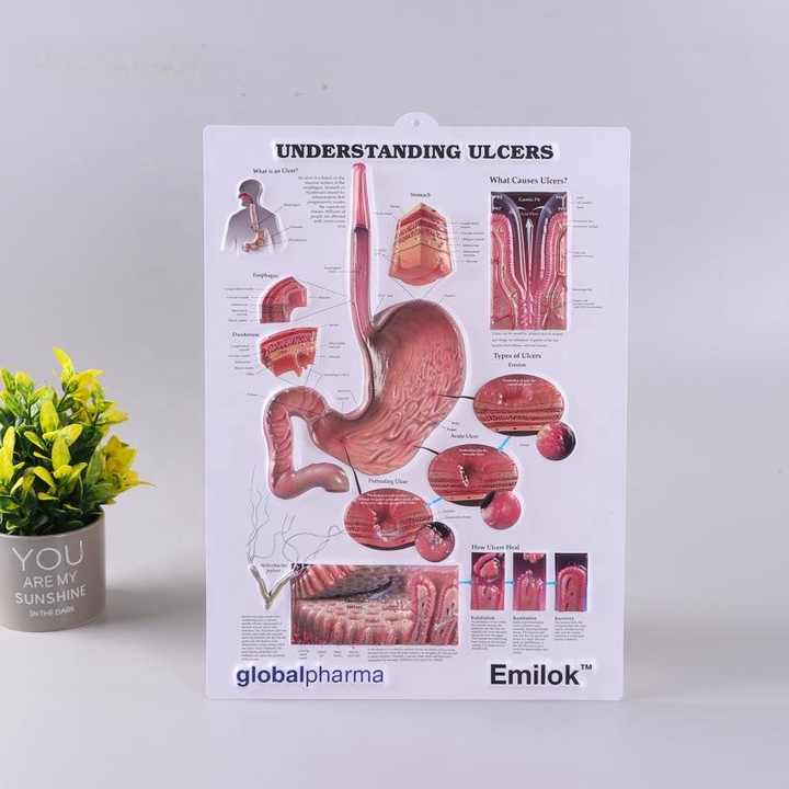 Custom Printing Plastic/pvc 3D Medical Human Anatomy Wall Charts ...