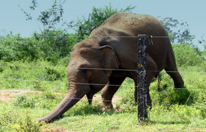 <strong>Solar</strong> <strong>Electric</strong> <strong>Fence</strong> Charger Energizer- 10 Mile Range, 0.18 Joules <strong>Electric</strong> <strong>Fence</strong> for Cattle Horse Elephants - Product Image 5