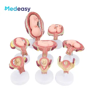 Half Size Embryo Ontwikkeling Proces Model, Foetus Ontwikkeling Model