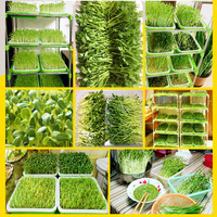Supports de culture portables jetables personnalisables pour l'agriculture verticale intérieure, bacs à semis en plastique pour le jardin et l'agriculture