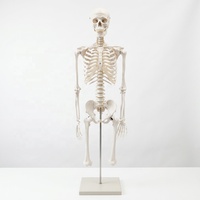 Modèle de squelette humain grandeur nature 180 cm pour l'enseignement de l'anatomie avec bras et jambes amovibles