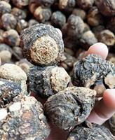 10:1 poudre d'extrait de maca soluble dans l'eau additifs alimentaires et nutritionnels à double usage