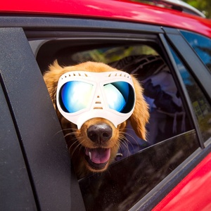 <span class=keywords><strong>Lunettes</strong></span> <span class=keywords><strong>pour</strong></span> animaux <span class=keywords><strong>de</strong></span> compagnie, grandes <span class=keywords><strong>lunettes</strong></span> <span class=keywords><strong>pour</strong></span> <span class=keywords><strong>chien</strong></span>, imperméables, anti-neige, cadre souple, nouvelle conception, <span class=keywords><strong>lunettes</strong></span> <span class=keywords><strong>de</strong></span> soleil tendance <span class=keywords><strong>pour</strong></span> chiens - Product Image 6