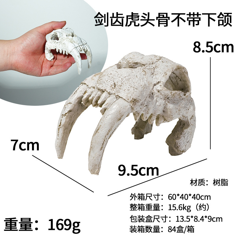 Crâne de tigre à dents de sabre sans mandibule