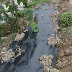 Film per Pacciamatura Agricola in Plastica Nera 20 Micron, Controllo Erbacce, Copertura del Terreno in PE - Product Image 4