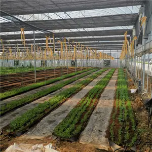 ฟาร์มAquaponicsปลูกระบบHydroponic Farming Multi-Spanเรือนกระจก