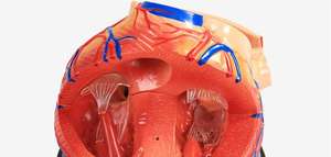 Modèle anatomique de coeur enseignement médical modèle détachable modèle de coeur de simulation pour pratiquer le département de <span class=keywords><strong>cardiologie</strong></span> - Product Image 5