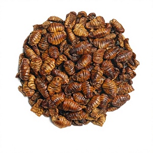 Pupa de Gusano de Seda Seca Premium, Polvo de Proteína Natural, Suplemento Alimenticio para Animales Pequeños, Potenciador Nutricional, <span class=keywords><strong>Aditivo</strong></span> Alimentario de Alta Calidad - Product Image 1