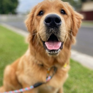 Correa de Nailon Personalizada para Mascotas Pequeñas, Cachorros y Perros, Collar de Entrenamiento Antitirones para Perros - Product Image 5