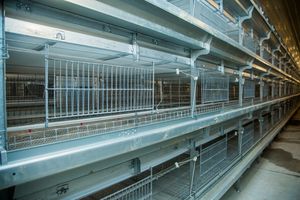 Disegno semi automatico gabbie di pollo prezzo di 120 strati di pollame batteria gabbie di pollo per animali in vendita in kenya zimbabwe - Product Image 2