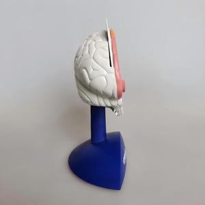 Modelo Anatómico del Funcionamiento del Cerebro Humano con Tarjetas Educativas - Modelo de Enseñanza de Regiones Cerebrales y Convulsiones para Educación Médica - Product Image 5